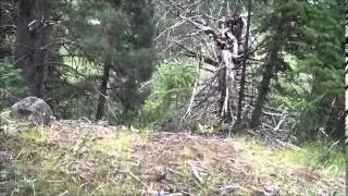 Tracking deer down to the river for their morning drink - Music background