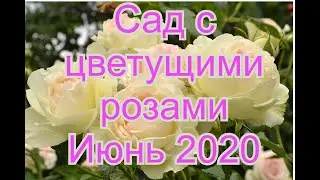 Сад с цветущими розами.Названия сортов роз и комментарии.Июнь 2020