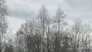 Сходка дроздов