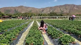 straberry farm