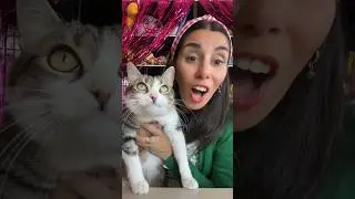 LET'S TAKE CARE OF BELLA! 🐱
