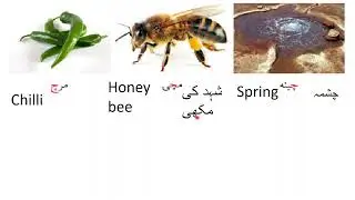 Pashto vocabulary  د پیل کونکو لپاره