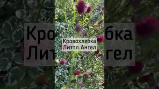 Какая она красивая! Как она красиво цветет! 