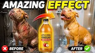 The Amazing Effect of Apple Cider Vinegar For Dogs