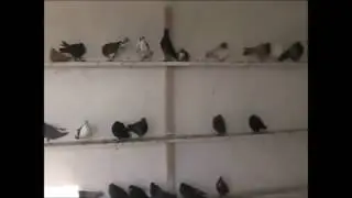 Николаевские голуби!  Голубедром!