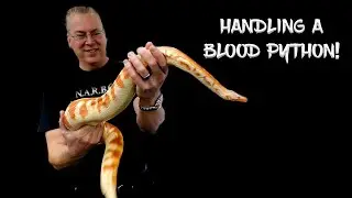 Handling a CRAZY Blood Python! (