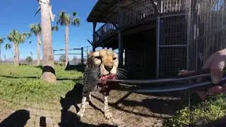 Visit Central Florida: Safari Wilderness Ranch Virtual Reality Experience