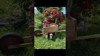 🔴ТАЧКА САДОВАЯ🌸🪚#diy#декор#дача#garden#рукоделие#сад#поделка#переделка#работа#своимируками#кашпо