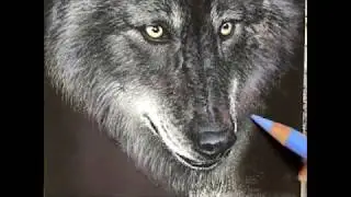 Gray Wolf Pastel Demonstration by Roberta "Roby" Baer PSA