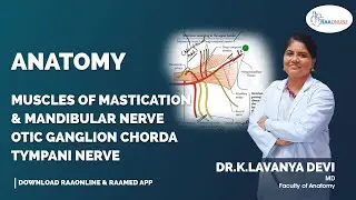Muscles of Mastication &  Mandibular Nerve Otic Ganglion Chorda Tympani Nerve