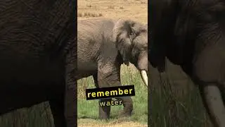 Facts videos Elephant Behavior Facts You Didn't Know