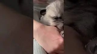 Волчонок принял девочку за свою маму‼️ смокчит руку.