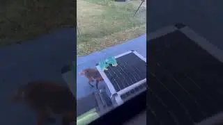 Fox attempts to steal a dogs toy! #shorts #fox