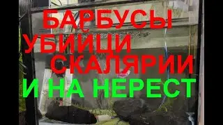 Бойцовские барбусы и чуток нерестов...