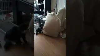 Коты играют