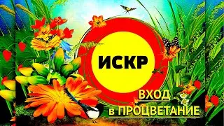 🔴  ИСКР - ВХОД в ПРОЦВЕТАНИЕ
