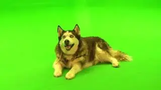 really dog green screen video