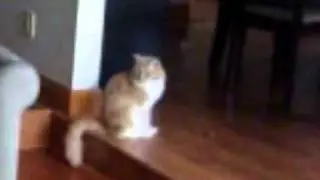 What is Bootsie looking at?