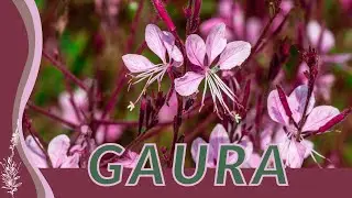 A Simple Guide to Growing GAURA! (Oenothera lindheimeri) 