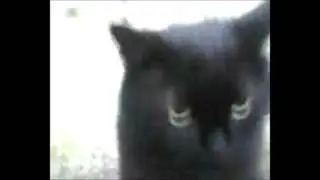 шакальное видео с котами под эпичную музыку