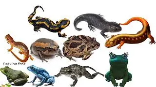 Amphibians size comparison without music