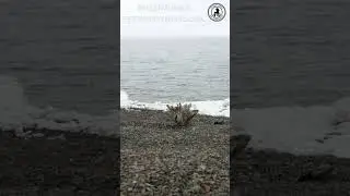 Берег Охотского моря 
