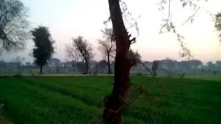 Shamshatoo