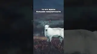 Олени альбиносы