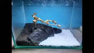 Aquascape Pemula