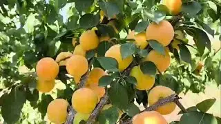 Абрикос Нінфа. Apricot Ninfa. Смачний десертний сорт. Перше плодоношення