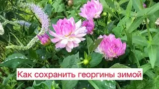 Как сохранить георгины зимой