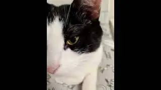 Ибра кот