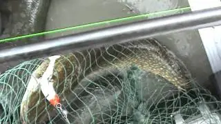 Тыгиш проект 2011