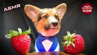 ASMR Mukbang Strawberry 🍓 Corgi Dog Eating 8