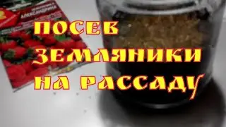 Посев ремонтантной земляники Барон Солемахер на рассаду