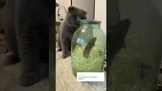 Том и Джерри