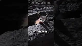 Do you Know this Adorable Creature?