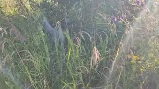 Охота.