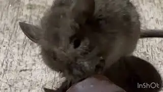 Мышь Укусила за палец!!!