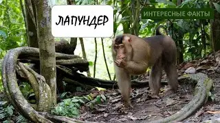 ЛАПУНДЕР🐒/Животные life/Приматы/Животные/Интересные факты