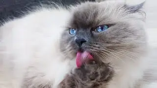 Ragdoll Cat Cleaning his Paw