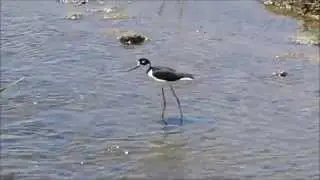 Black-necked Stilt 