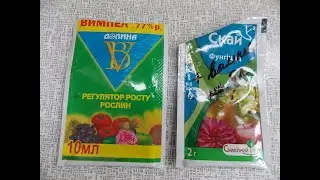 Профилактика винограда от грибковых заболеваний. Виноград своими руками. Сад Огород.