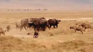 Посмотрите, На Что Способен Самый Мощный Бык в Мире