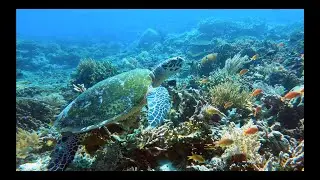 Indonesia Travel Vlog 2023 (Bali, Nusa Penida, Komodo National Park)