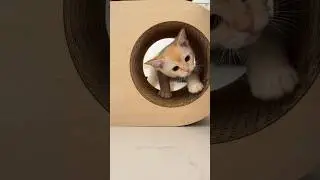 Малышня #бурма #cat #бурманскиекотята #catlover #купитькотенка #котики #котята #cutecat #cute