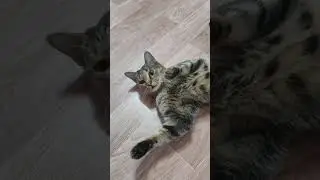 Красивый Барсик