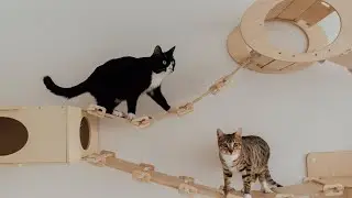CATS😺🐶DOGS🐾 САМЫЕ СМЕШНЫЕ ЖИВОТНЫЕ 🐾#66