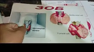 Шах тыт шаа тыт шоотут,шелковица