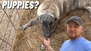 IS OUR LIVESTOCK GUARDIAN DOG HIDING HER PUPPIES?